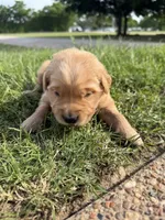 Blue collar, a male Golden Retriever for sale in Waco, TX – 2 of 3