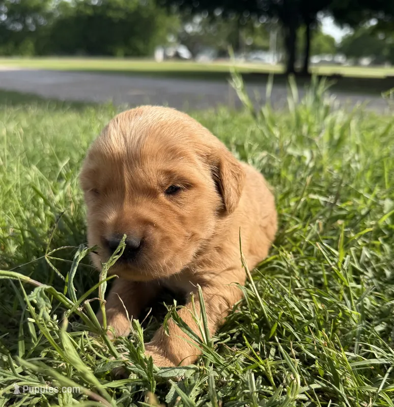 Brown collar – Golden Retriever puppy for sale in Waco, TX