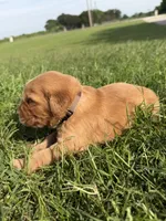 Brown collar, a male Golden Retriever for sale in Waco, TX – 2 of 3