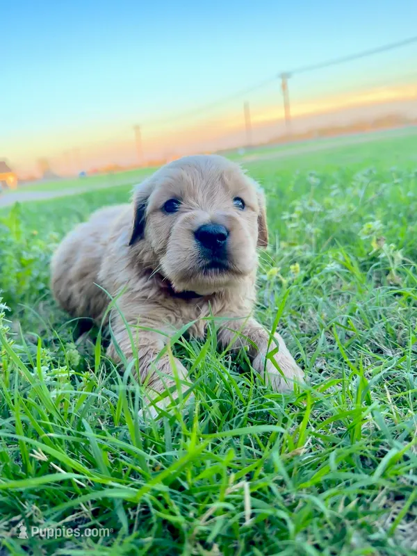 Red collar – Golden Retriever puppy for sale in Waco, TX