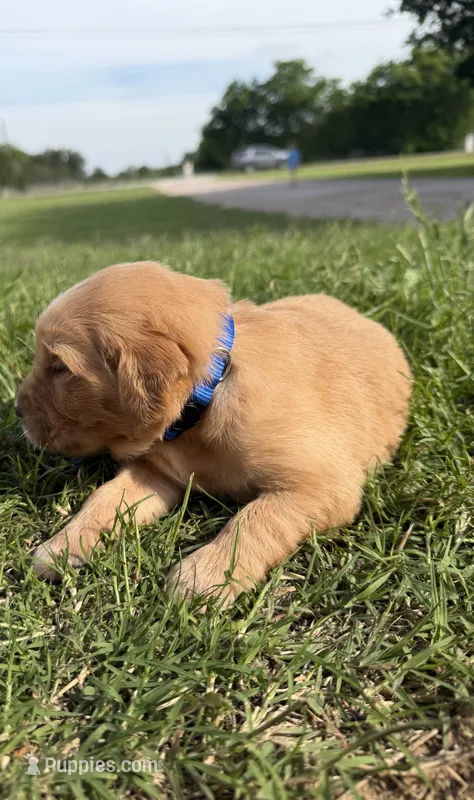 Blue collar, a male Golden Retriever for sale in Waco, TX – 1 of 3
