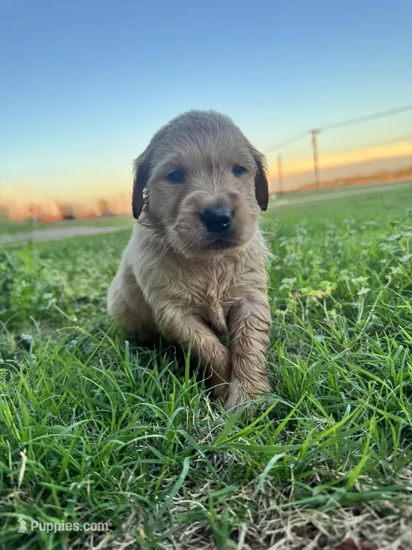 Cream collar – Golden Retriever puppy for sale in Waco, TX