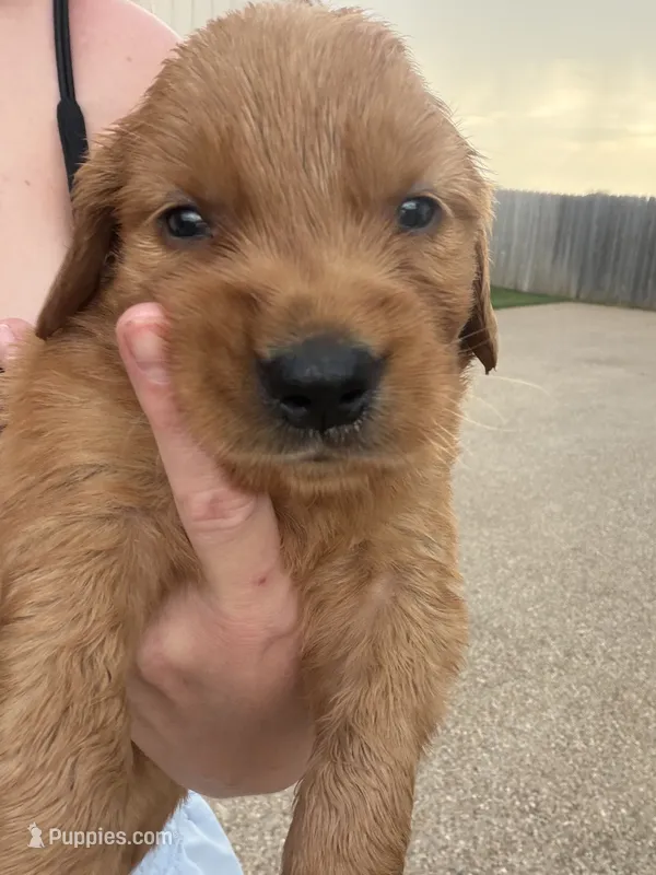Blue collar – Golden Retriever puppy for sale in Waco, TX