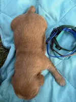 Boy #2, a male Golden Retriever for sale in Waco, TX – Photo 1 of 2