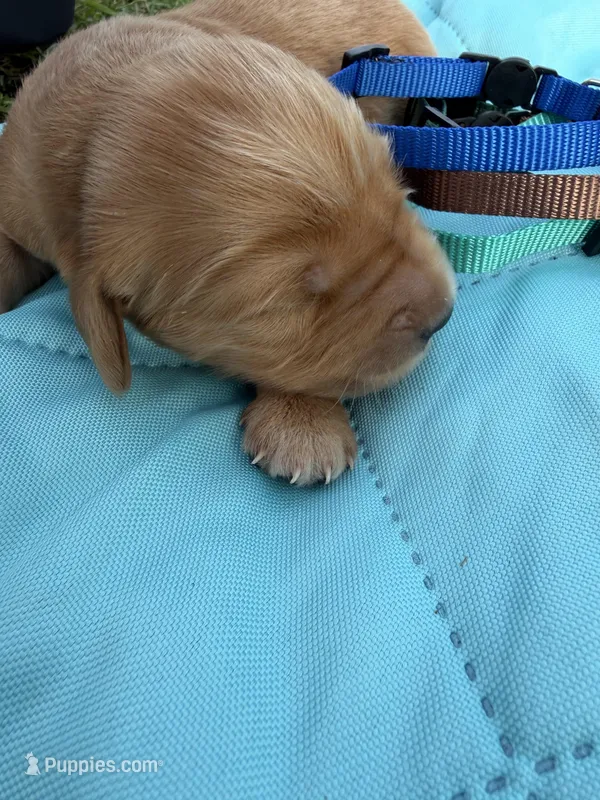 Boy #1 – Golden Retriever puppy for sale in Waco, TX