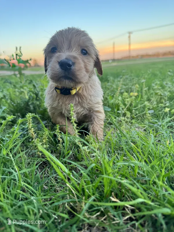 Yellow collar – Golden Retriever puppy for sale in Waco, TX