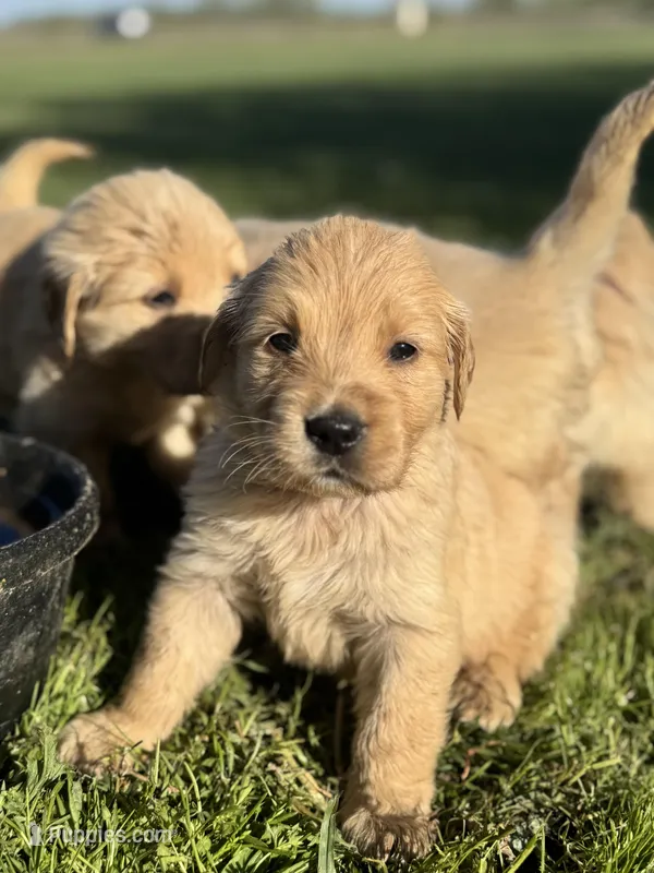 Yellow collar – Golden Retriever puppy for sale in Waco, TX