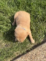 Blue collar, a male Golden Retriever for sale in Waco, TX – 3 of 3