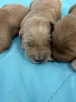 Pink collar girl, a female Golden Retriever for sale in Waco, TX – Photo 3 of 3