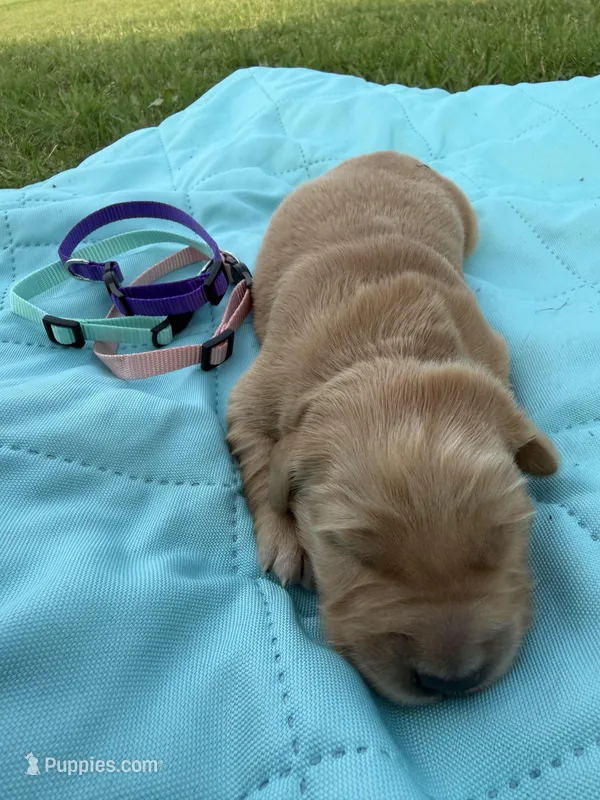 Pink collar girl – Golden Retriever puppy for sale in Waco, TX