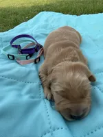 Pink collar girl, a female Golden Retriever for sale in Waco, TX – Photo 1 of 3