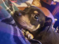 Diego, a male Chihuahua for sale in Pell City, AL – Photo 5 of 5