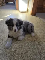 Cuddles, a female Miniature Australian Shepherd for sale in Harmony, MN – Photo 1 of 10
