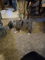 Cuddles, a female Miniature Australian Shepherd for sale in Harmony, MN – Photo 10 of 10