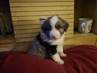 Cuddles, a female Miniature Australian Shepherd for sale in Harmony, MN – Photo 4 of 10