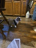 Cuddles, a female Miniature Australian Shepherd for sale in Harmony, MN – Photo 5 of 10