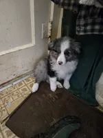 Cuddles, a female Miniature Australian Shepherd for sale in Harmony, MN – Photo 9 of 10