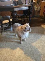 Cuddles, a female Miniature Australian Shepherd for sale in Harmony, MN – Photo 7 of 10