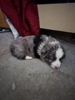 Cuddles, a female Miniature Australian Shepherd for sale in Harmony, MN – Photo 3 of 10
