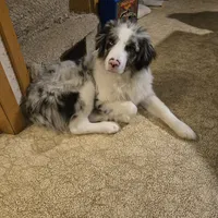 Benny, a male Miniature Australian Shepherd for sale in Harmony, MN – Photo 1 of 10