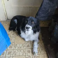 Benny, a male Miniature Australian Shepherd for sale in Harmony, MN – Photo 4 of 10