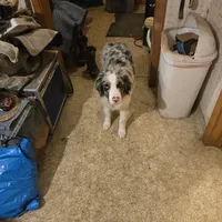 Benny, a male Miniature Australian Shepherd for sale in Harmony, MN – Photo 9 of 10