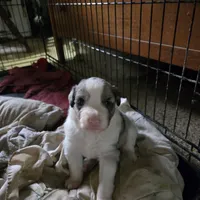 Benny, a male Miniature Australian Shepherd for sale in Harmony, MN – Photo 7 of 10