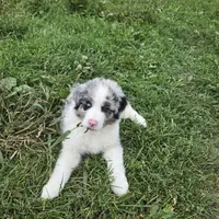 Benny, a male Miniature Australian Shepherd for sale in Harmony, MN – Photo 6 of 10