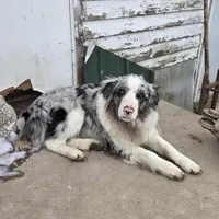 Benny, a male Miniature Australian Shepherd for sale in Harmony, MN – Photo 2 of 10
