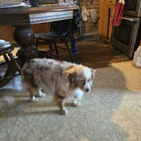 Benny, a male Miniature Australian Shepherd for sale in Harmony, MN – Photo 8 of 10