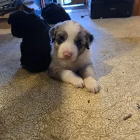 Benny, a male Miniature Australian Shepherd for sale in Harmony, MN – Photo 3 of 10