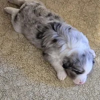 Benny, a male Miniature Australian Shepherd for sale in Harmony, MN – Photo 5 of 10