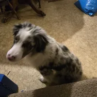 Benny, a male Miniature Australian Shepherd for sale in Harmony, MN – Photo 10 of 10