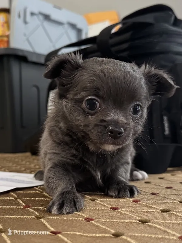 LB (Little Blue) – Chihuahua puppy for sale in Kingston, TN