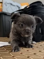 LB (Little Blue), a male Chihuahua for sale in Kingston, TN – 1 of 8