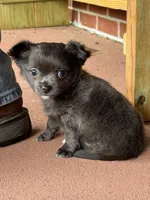 LB (Little Blue), a male Chihuahua for sale in Kingston, TN – 5 of 8