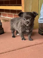LB (Little Blue), a male Chihuahua for sale in Kingston, TN – 4 of 8