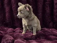LB (Little Blue), a male Chihuahua for sale in Kingston, TN – 8 of 8