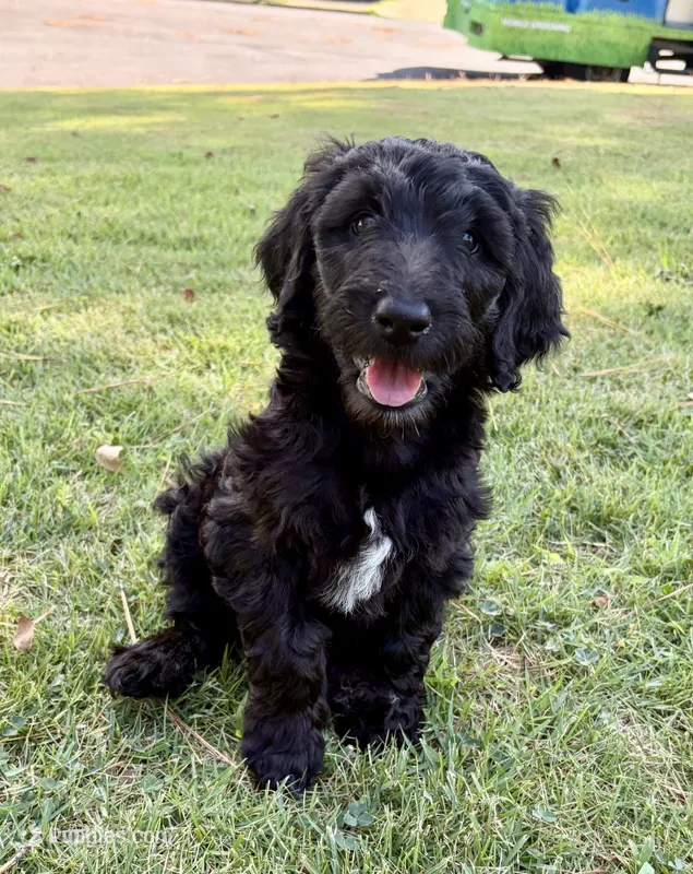 Lou – Goldendoodle, Labradoodle puppy for sale in Virginia Beach, VA