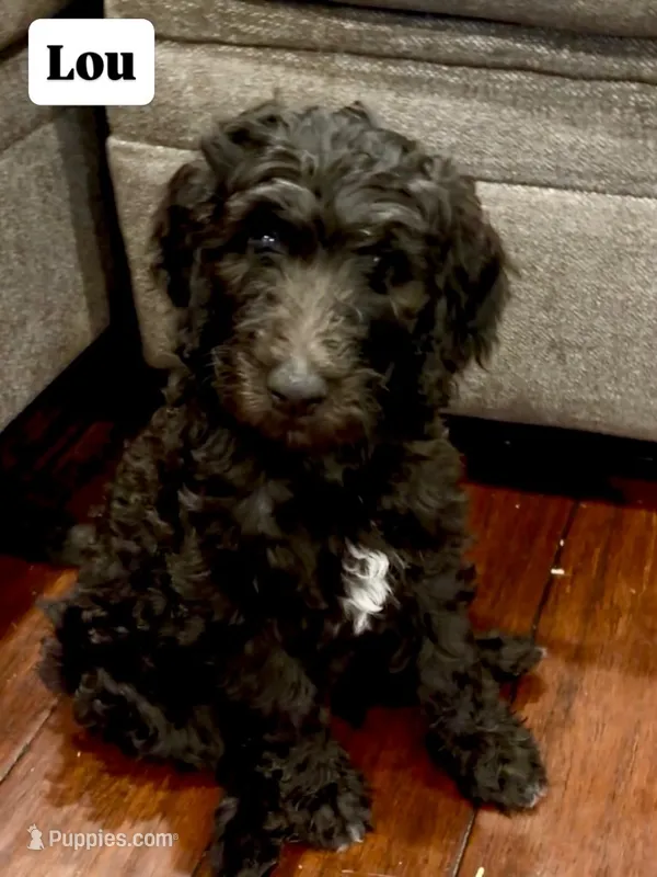 Lou – Goldendoodle, Labradoodle puppy for sale in Virginia Beach, VA