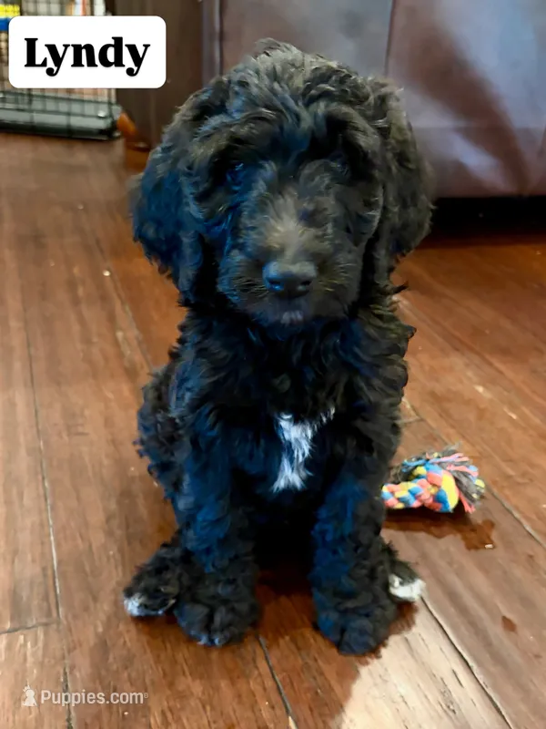 Lyndy – Goldendoodle, Labradoodle puppy for sale in Virginia Beach, VA