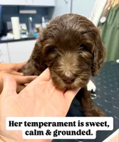 Amy, a female Goldendoodle and Labradoodle for sale in Virginia Beach, VA – 3 of 3