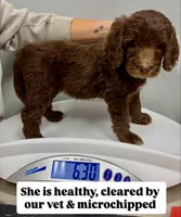 Amy, a female Goldendoodle and Labradoodle for sale in Virginia Beach, VA – 2 of 3
