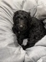 Lou, a female Goldendoodle and Labradoodle for sale in Virginia Beach, VA – 2 of 3