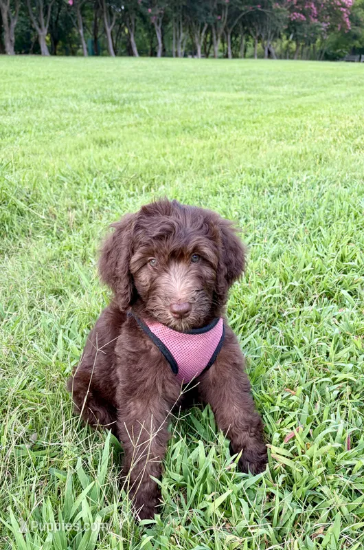 Amy – Goldendoodle, Labradoodle puppy for sale in Virginia Beach, VA