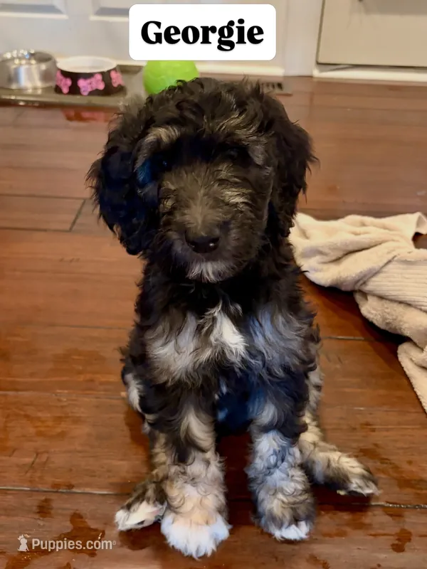 Georgie  – Goldendoodle, Labradoodle puppy for sale in Virginia Beach, VA