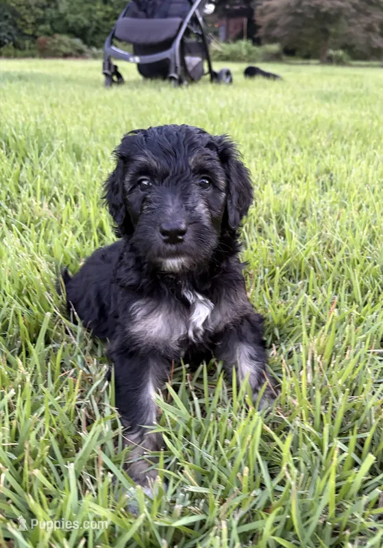 Georgie  – Goldendoodle, Labradoodle puppy for sale in Virginia Beach, VA