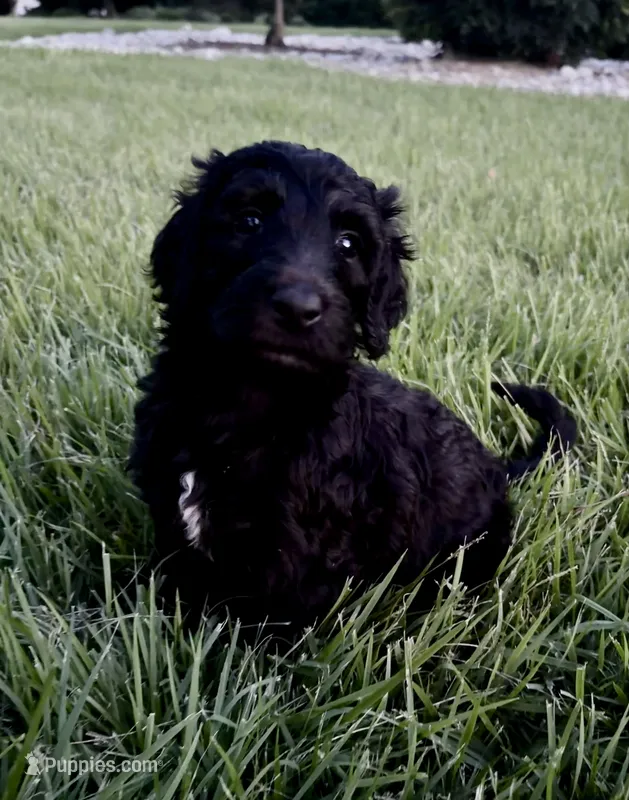 Lou – Goldendoodle, Labradoodle puppy for sale in Virginia Beach, VA