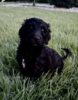 Lou, a female Goldendoodle and Labradoodle for sale in Virginia Beach, VA – 1 of 3