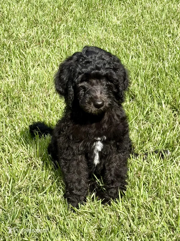 Lyndy – Goldendoodle, Labradoodle puppy for sale in Virginia Beach, VA